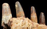 Spinosaurus Jaw Section - Four Composite Teeth #39292-5